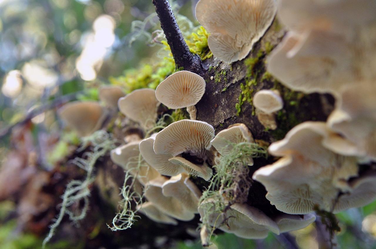 The abundant mushrooms of California's northern forests California Sun